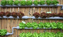 Vertical Farming, la grande novità di AquaFarm