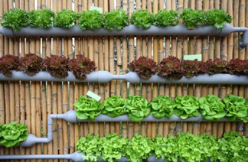 Vertical Farming, la grande novità di AquaFarm