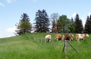 in arrivo il biogas - foto di mucche al pascolo in montagna