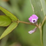 glycine-soja-flower