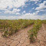 Drought Affect on soybeans in Texas